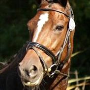 Dansk Varmblod Gipsy - *SOLGT*