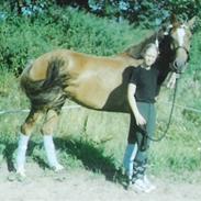 Sportsaraber (A) laura-pony