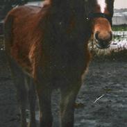Sportsaraber (A) laura-pony