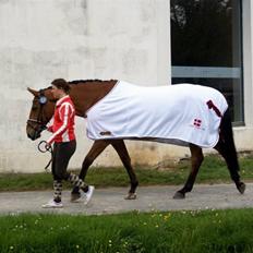 Dansk Varmblod Loredano Foldager