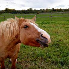 Anden særlig race nuggi