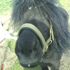 Shetlænder bob. solgt