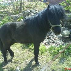 Shetlænder bob. solgt