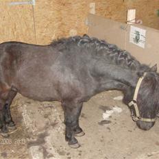 Shetlænder bob. solgt