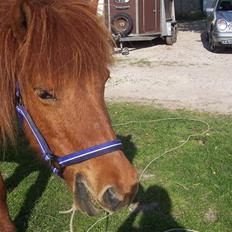 Islænder Kylja <3 Miss ya' <3