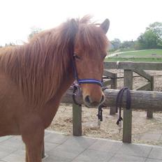 Islænder Kylja <3 Miss ya' <3