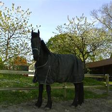 Frieser Zultan