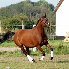 Arabisk fuldblod (OX) Shafali *R.I.P <3*