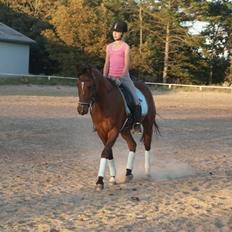 Arabisk fuldblod (OX) Shafali *R.I.P <3*