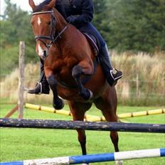 Anden særlig race Ida *Solgt*