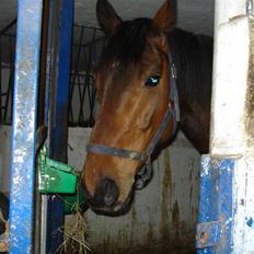 Dansk Varmblod Kashmir *Solgt*