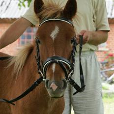 Anden særlig race Shanti