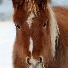 Anden særlig race Shanti