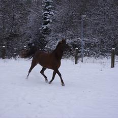 Anden særlig race  Escape 