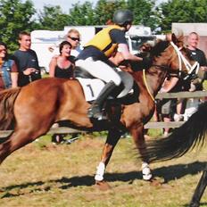 Sportsaraber (A) laura-pony