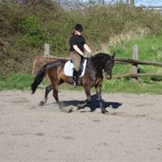 Anden særlig race Picasso [Søsters]