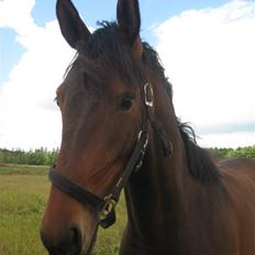 Anden særlig race Princess (Solgt)