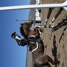 Welsh Pony af Cob-type (sec C) Fanny  (SOLGT)