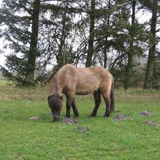Islænder Loki fra Skovfryd