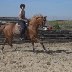 Anglo Araber (AA) Lille Daugårds Hekla <33