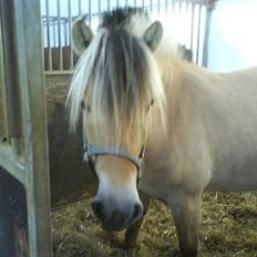 Fjordhest Cicet Tidselbjerg