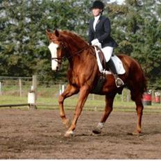 Tysk Oldenburger Ravelli (simeon)