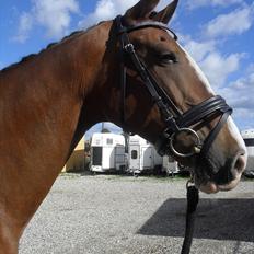 Hollandsk Varmblod Tarana <3