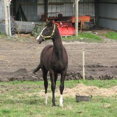 Dansk Varmblod Lavenya