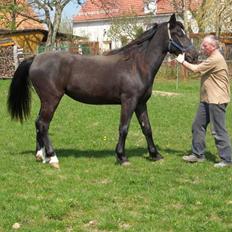 Schweres Warmblut Linde