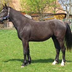 Schweres Warmblut Linde