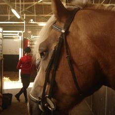 Haflinger Montahkos Wicino 