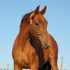 Dansk Varmblod Duelund´s Dirigent