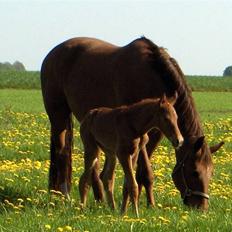 Dansk Varmblod Duelund´s Dirigent