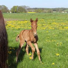 Dansk Varmblod Duelund´s Dirigent