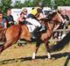 Sportsaraber (A) laura-pony