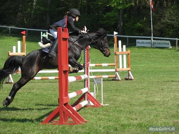 Anden særlig race Westergaard`s Mike-B-Pony - Snæver væning <3 (L) Foto: Julia tusinde tak <3 billede 10