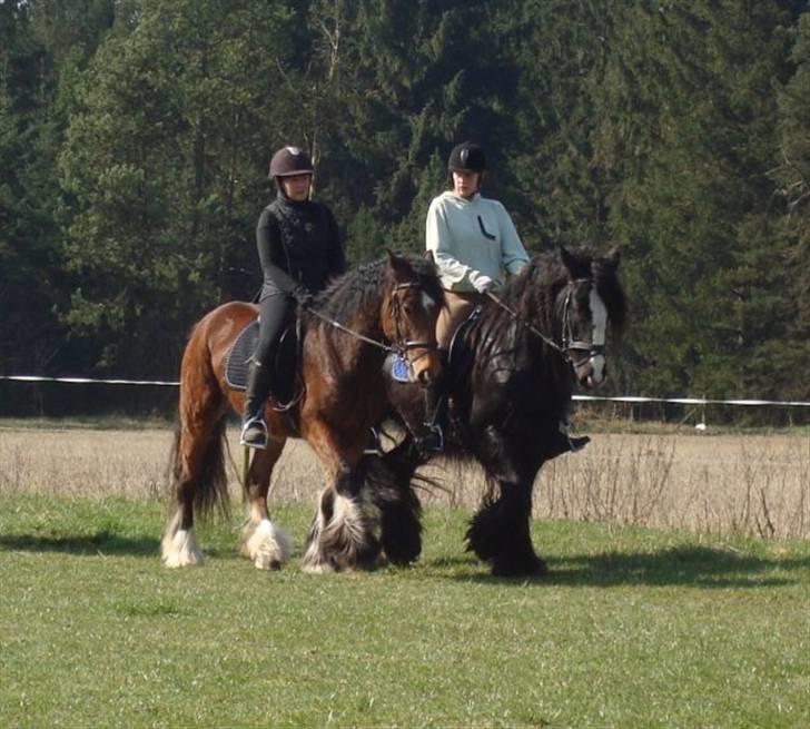 Tinker Jens - Gypsy Horse Show Team - Træningslejr i Hampen 2009 billede 6