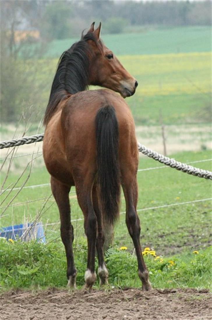 Pinto Sweet Monique -solgt billede 6