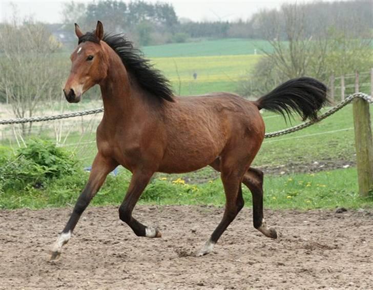 Pinto Sweet Monique -solgt billede 9