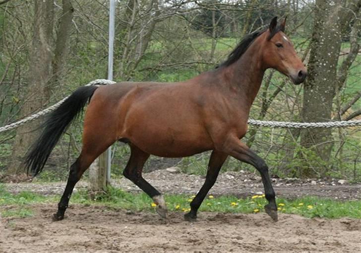 Anden særlig race Ofelia RIP billede 11