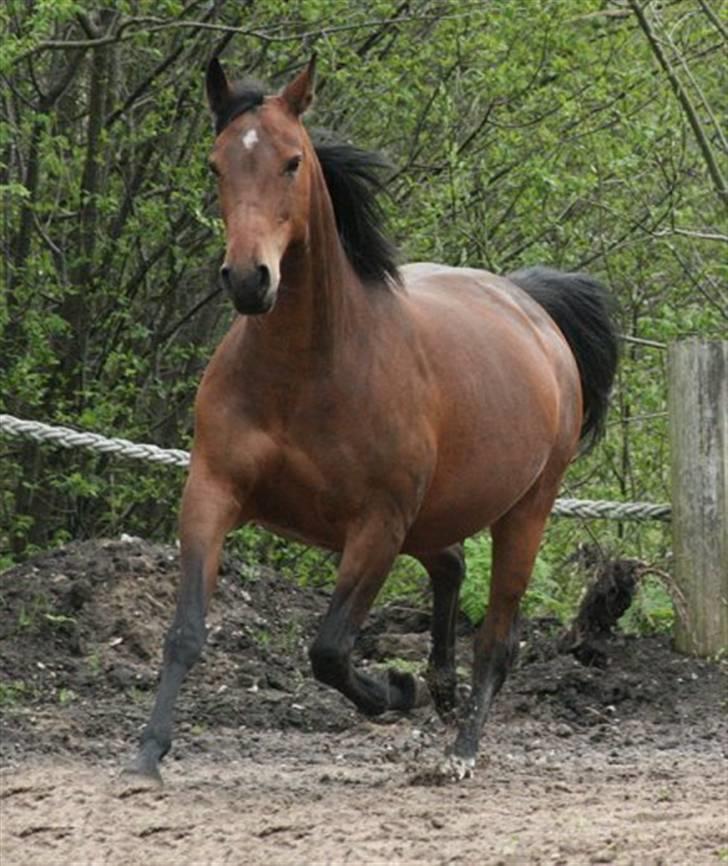 Anden særlig race Ofelia RIP billede 12