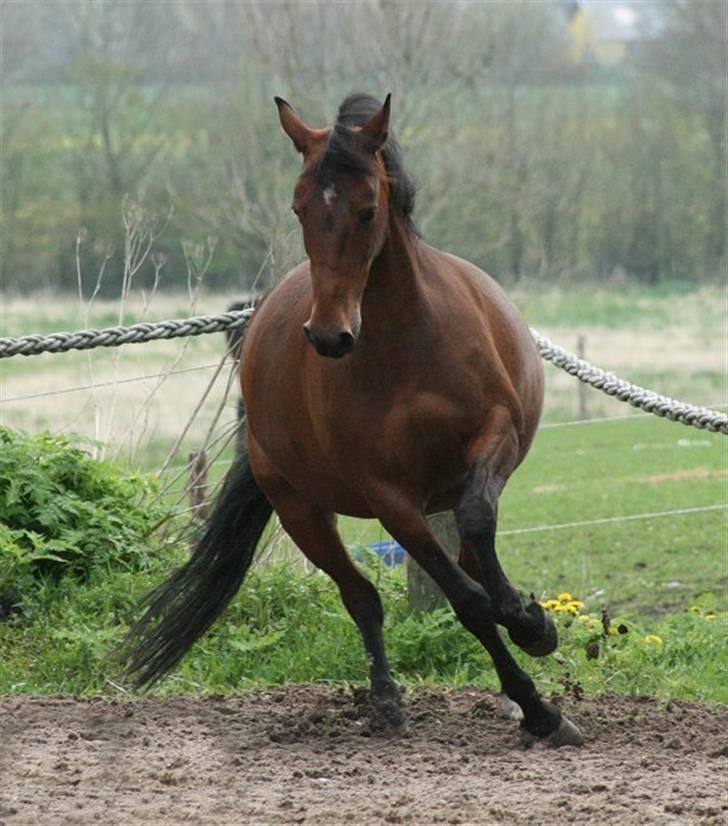 Anden særlig race Ofelia RIP billede 14