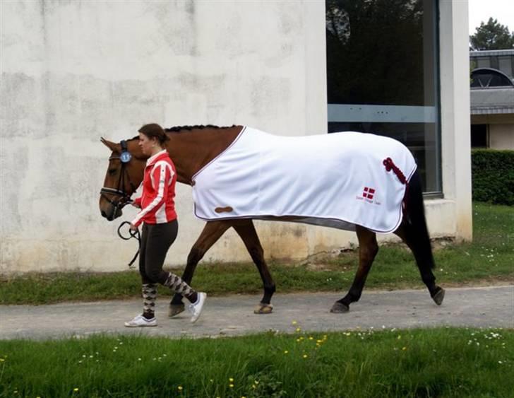 Dansk Varmblod Loredano Foldager - På vej til dyrlægetjek i Saumur , april 2009 billede 2