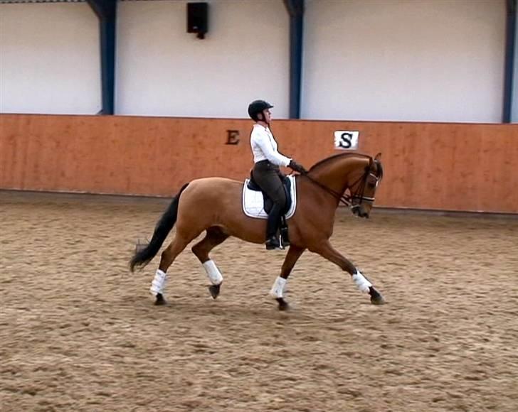Dansk Varmblod Loredano Foldager - Samling marts 2010 billede 6