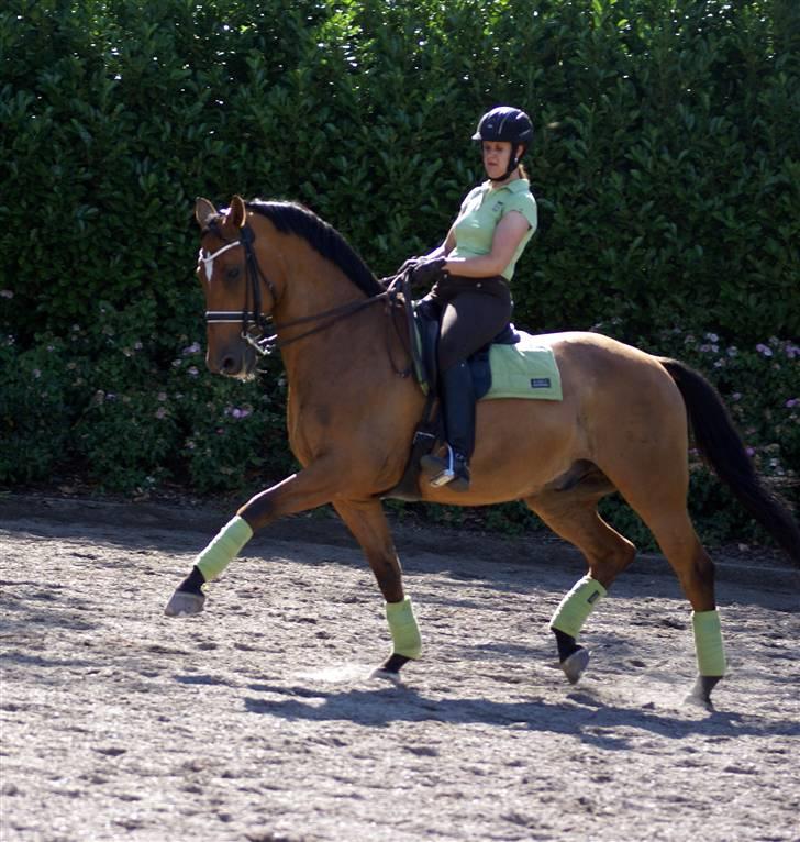 Dansk Varmblod Loredano Foldager - Træning 16. juli 09 . fotograf: Julie Lacoppidan billede 10