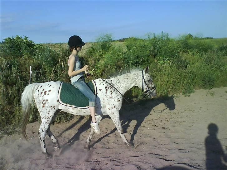 Knabstrupper Ac-Action - GL. Part. - Dejligt..  billede 14