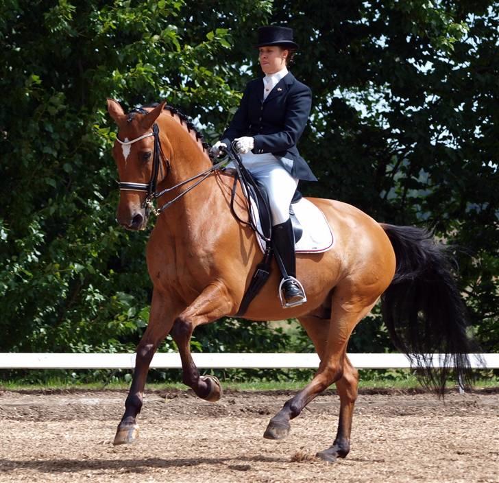 Dansk Varmblod Loredano Foldager - Broholm juli 09. Foto: Cathrine Dufour billede 12