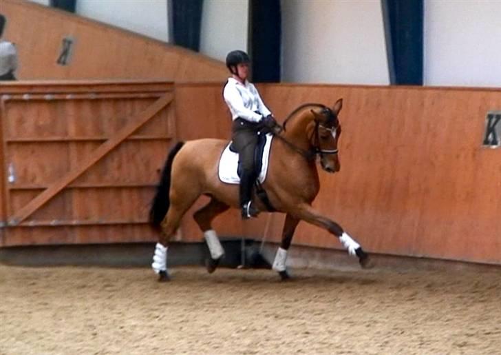 Dansk Varmblod Loredano Foldager - Samling marts 2010 billede 18