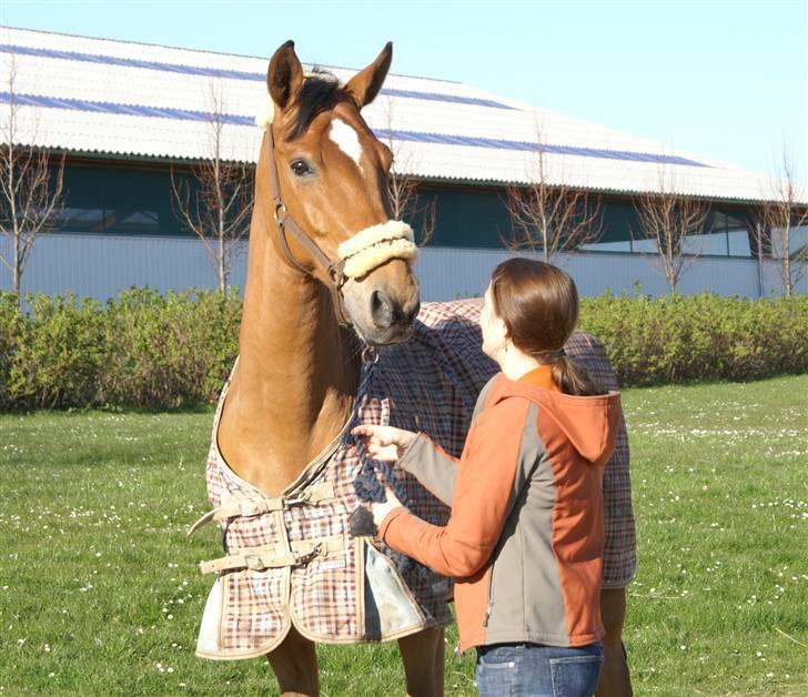 Dansk Varmblod Loredano Foldager - han har lige fået øje på noget ;) billede 19