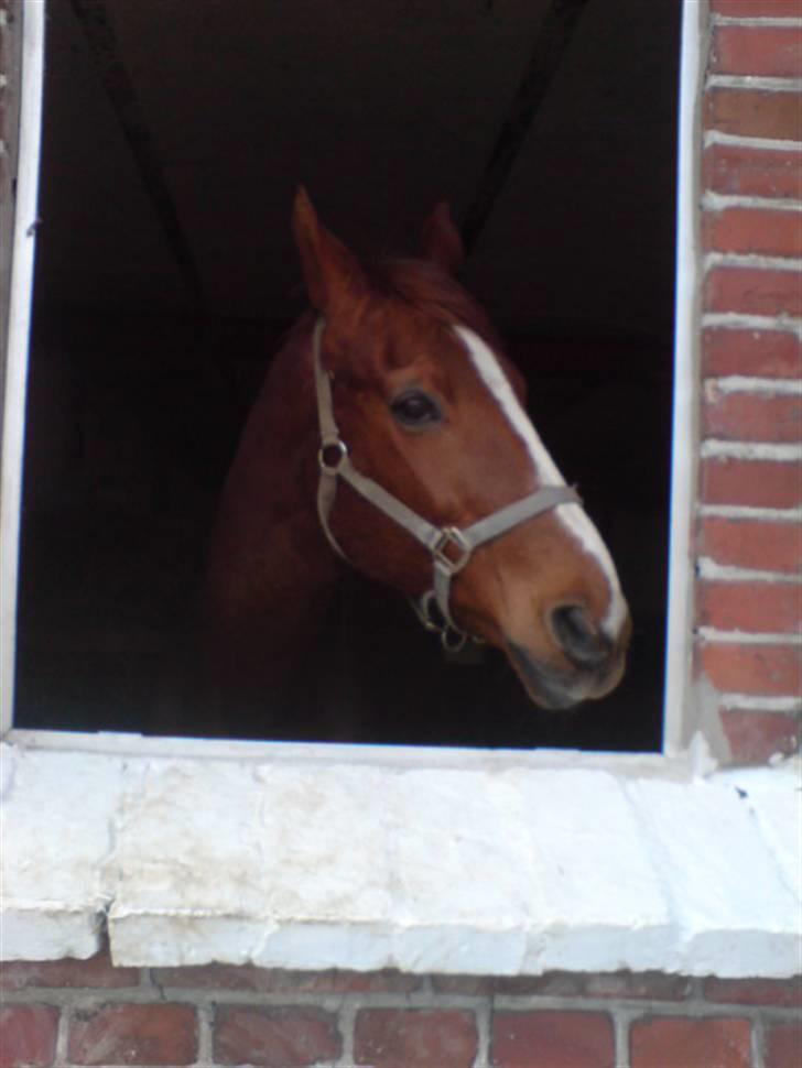 Dansk Varmblod Cherri *R.I.P* billede 14